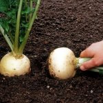 turnips are pulled out of the ground