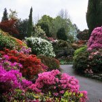 Rhododendrons in a garden near Moscow