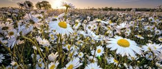 Chamomile-flower-History-origin-interesting-facts-and-folk-signs-1