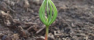 Cedar sprout