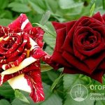 Rose &quot;Abracadabra&quot; (pictured) has an unpredictable color: each bud is a real surprise