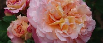 роза августа луиза фото и описание отзывы