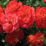Роза Братья Гримм — описание и характеристики «королевы цветов»