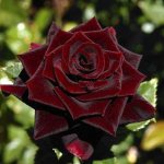 Rose Black Prince is in demand in home gardening and is popular in landscape design
