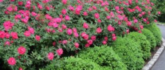 Rose rugose rugosa: description, planting and care