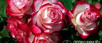 Rose “Anniversary of the Prince of Monaco” (pictured) is a real aristocrat with refined shapes and exquisite colors