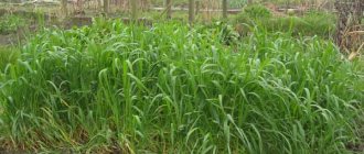 rye green manure