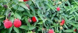 Roseleaf raspberry (Raspberry – Raspberry crossed with strawberry)