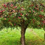 pink filling apple tree reviews