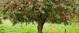 pink filling apple tree reviews