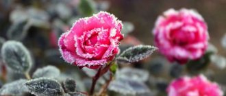 Roses in winter