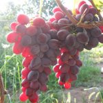 Ruby Jubilee - grape variety