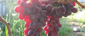Рубиновый юбилей - сорт винограда