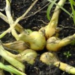 A guide to growing and caring for heirloom onions for beginning gardeners