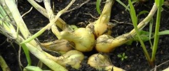 A guide to growing and caring for heirloom onions for beginning gardeners