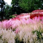 Garden beauty Astilbe: features of cultivation and reproduction