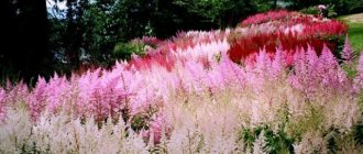 Садовая красавица Астильба: особенности выращивания и размножения