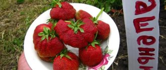 Garden strawberry variety Mashenka