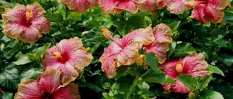 garden hibiscus