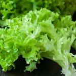 Lettuce – early vitamins