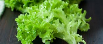 Lettuce – early vitamins