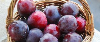 self-fertile varieties of plums for the Moscow region