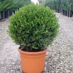 Indoor boxwood (house): photo, home care