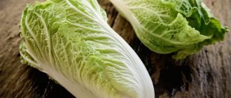 The simplest and most delicious recipes for salting Chinese cabbage at home