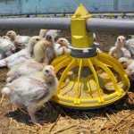 The most intensive period for the growth of broilers is 20 - 40 days, at this moment it is important to provide it with adequate nutrition