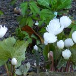Sanguinaria canadensis planting and care in open ground photo