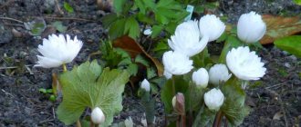 Sanguinaria canadensis planting and care in open ground photo