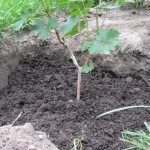 Grape seedling in the ground