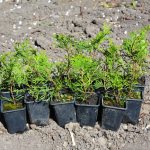 It is better to purchase seedlings from nurseries