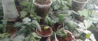 Seedlings in plastic cups