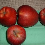 Starcrimson apple tree seedlings