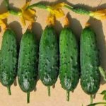 Picking cucumbers Zyatek