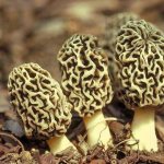 Morels are collected not only in forest areas, but also at the edges and first thawed patches in clearings