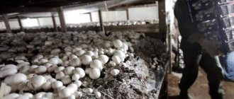 Сбор урожая грибов