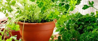 The secret of growing parsley on a windowsill in an apartment in winter