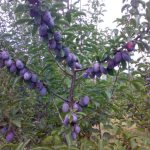 Secrets of planting and caring for plums