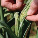 Секреты возделывания ялтинского лука: как правильно выращивать красный крымский сорт? Сбор и хранения урожая