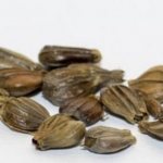 Hornbeam seeds