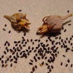 Семена платикодона фото