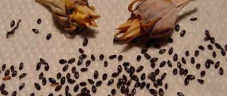 Platycodon seeds photo
