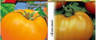 семена томата оранжевый гигант