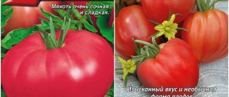 pink heart tomato seeds