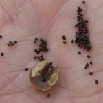 Verbascum seeds photo
