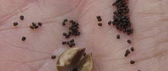 Verbascum seeds photo