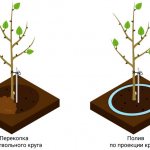 Apple tree watering scheme