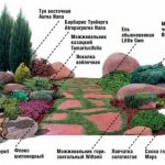 Layout of shrub plants on the site